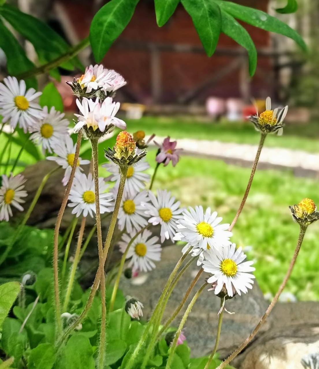 Buenavida Guesthouse Ushuaia Dış mekan fotoğraf