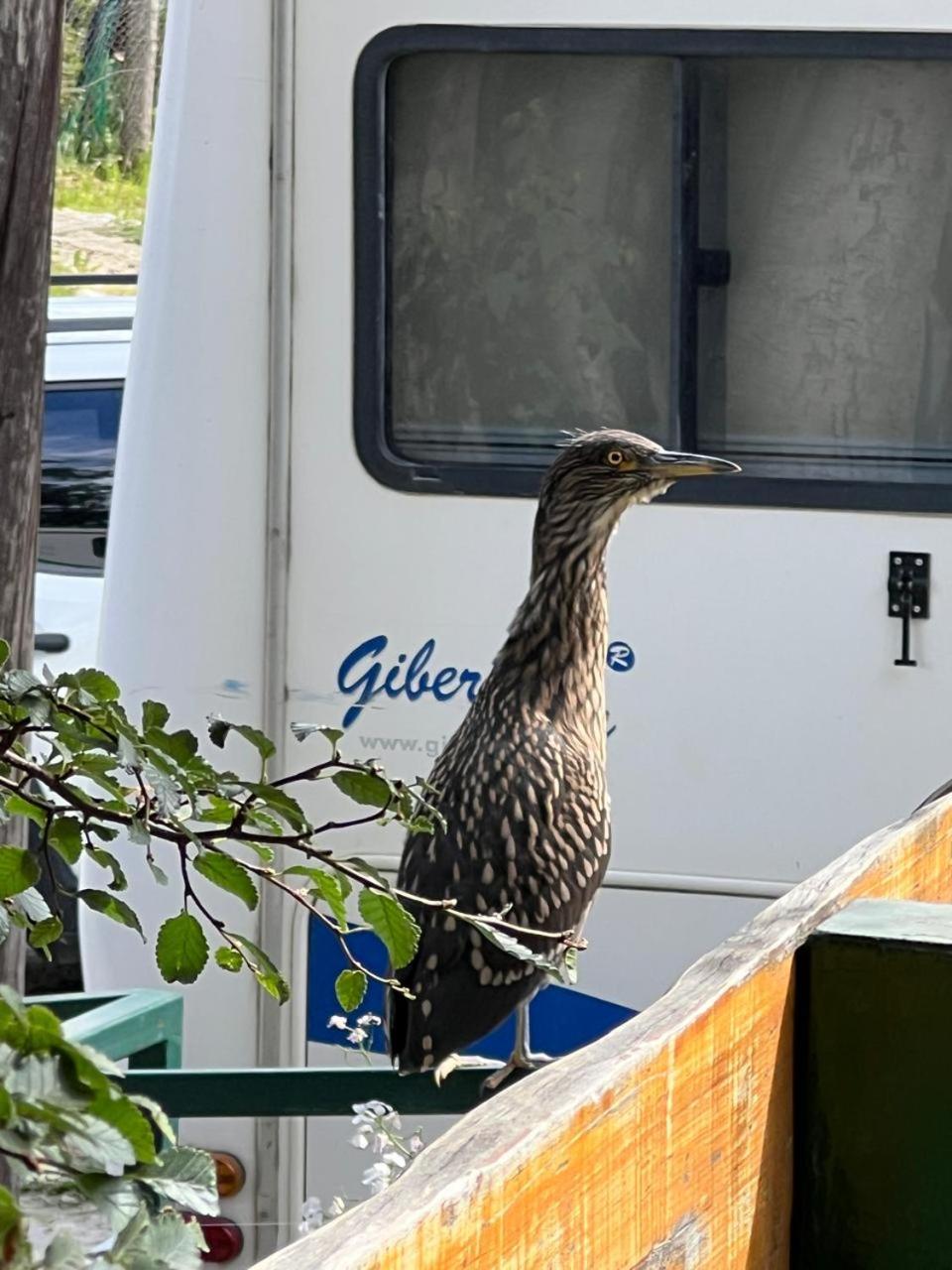 Buenavida Guesthouse Ushuaia Dış mekan fotoğraf